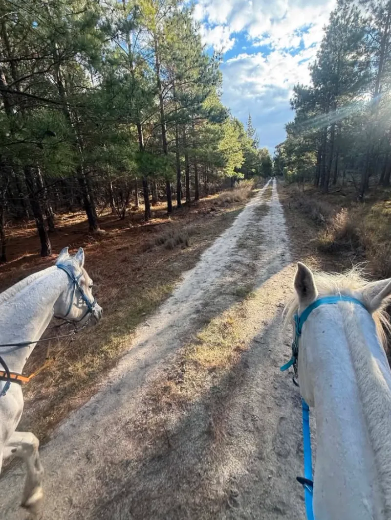 Horse and handler